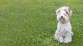 A beautiful Biewer Yorkie dog sits on the grass and looks at the camera. Cute Yorkie dog posing for the camera. A white Royalty Free Stock Photo