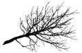 Beautiful big bare branch of tree, silhouette. Vector illustration