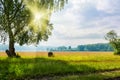 Beautiful big birch tree in a meadow with sunny beams Royalty Free Stock Photo