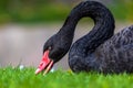 Beautiful big black bird - Black Swan - Cygnus atratus eating grass Royalty Free Stock Photo