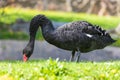 Beautiful big black bird - Black Swan - Cygnus atratus eating grass Royalty Free Stock Photo