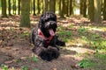 Beautiful big black Russian terrier, lies in the forest Royalty Free Stock Photo