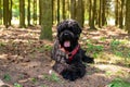 Beautiful big black Russian terrier, lies in the forest. Royalty Free Stock Photo