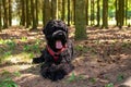 Beautiful big black Russian terrier, lies in the forest. Royalty Free Stock Photo