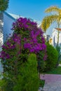 Beautiful big blooming bougainvillea