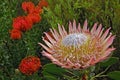 Beautiful big blooming protea in south africa surrounded by Leucospermum cordifolium