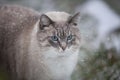 Beautiful big blue eye cat in the first snow. Early winter day outdoors Royalty Free Stock Photo