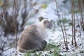 Beautiful big blue eye cat in the first snow. Early winter day outdoors Royalty Free Stock Photo