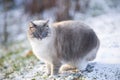 Beautiful big blue eye cat in the first snow. Early winter day outdoors Royalty Free Stock Photo