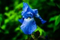 Beautiful big blue iris petals in water drops close up Royalty Free Stock Photo