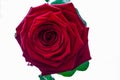 Beautiful and big bright red rose Royalty Free Stock Photo