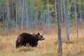 Beautiful big brown bear walking around lake with autumn colours. Dangerous animal in nature forest and meadow habitat. Wildlife Royalty Free Stock Photo