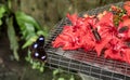 Beautiful big brown tropical Owl butterfly or Caligo eating sweet nectar of red flower, close up view. Butterfly collects nectar Royalty Free Stock Photo