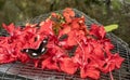 Beautiful big brown tropical Owl butterfly or Caligo eating sweet nectar of red flower, close up view. Butterfly collects nectar Royalty Free Stock Photo