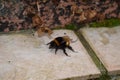 beautiful big bumblebee drinking sugar water to regain energy