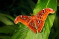 Beautiful big butterfly, Giant Atlas Moth-aka, Attacus atlas in green forest habitat, India. Wildlife from Asia. Big butterfly