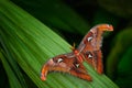 Beautiful big butterfly, Giant Atlas Moth, Attacus atlas, insect in green nature habitat, India, Asia