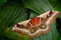 Beautiful big butterfly Gonimbrasia belina is a species of moth found in much of Southern Africa, whose large edible caterpillar, Royalty Free Stock Photo