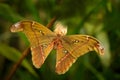 Beautiful big butterfly in the green tropic forest. Attacus caesar, moth in Saturniidae family, southern Philippines. Butterfly Royalty Free Stock Photo