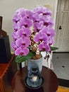 beautiful Big butterfly orchid luna new year