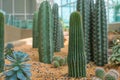 Beautiful big cactus in the rock garden Royalty Free Stock Photo