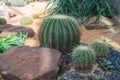 Beautiful big cactus in the rock garden Royalty Free Stock Photo