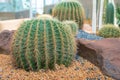 Beautiful big cactus in the rock garden Royalty Free Stock Photo