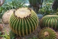 beautiful big cactus in the rock garden Royalty Free Stock Photo