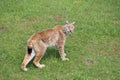 beautiful big cat lynx wild freedom fear danger extinction Royalty Free Stock Photo