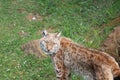 Beautiful big cat lynx wild freedom fear danger extinction Royalty Free Stock Photo