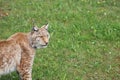 Beautiful big cat lynx wild freedom fear danger extinction Royalty Free Stock Photo