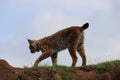 Beautiful big cat lynx wild freedom fear danger extinction Royalty Free Stock Photo