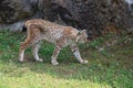 Beautiful big cat lynx wild freedom fear danger extinction Royalty Free Stock Photo