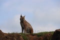 Beautiful big cat lynx wild freedom fear danger extinction Royalty Free Stock Photo