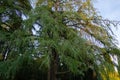 Beautiful big Cedar Tree Cedrus libani or Lebanon Cedar in Massandra park Crimea Royalty Free Stock Photo