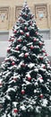 beautiful, big Christmas tree on the street.elegant Christmas tree , waiting for a new one Royalty Free Stock Photo