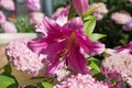 beautiful big cold- pink lily flower blooming in garden with marble bath. macro Royalty Free Stock Photo