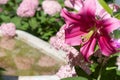 beautiful big cold- pink lily flower blooming in garden with marble bath. macro Royalty Free Stock Photo