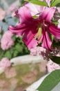 beautiful big cold- pink lily flower blooming in garden with marble bath. macro Royalty Free Stock Photo