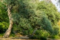 Beautiful big cork oak tree Quercus suber with lush evergreen foliage in Massandra landscape park in Crimea Royalty Free Stock Photo