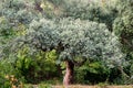 Beautiful big cork oak tree Quercus suber with lush evergreen foliage in Massandra landscape park in Crimea. Rich landscape Royalty Free Stock Photo