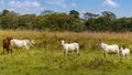 Beautiful big cow in venezuela