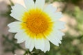 A beautiful and big daisy of white petals