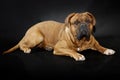 Beautiful Big Dog - Dogue de Bordeaux - French Mastiff Royalty Free Stock Photo