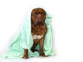 Beautiful Big Dog - Dogue de Bordeaux - French Mastiff Royalty Free Stock Photo