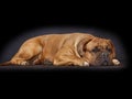 Beautiful Big Dog - Dogue de Bordeaux - French Mastiff Royalty Free Stock Photo