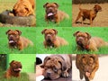 Beautiful Big Dog - Dogue de Bordeaux - French Mastiff Royalty Free Stock Photo