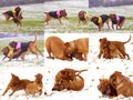 Beautiful Big Dog - Dogue de Bordeaux - French Mastiff Royalty Free Stock Photo