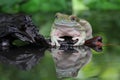 Tree fog, dumpy frog looking something on reflection Royalty Free Stock Photo