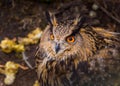 Beautiful big eagle-owl portrait Royalty Free Stock Photo